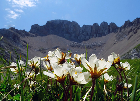 SENTIERO DEI FIORI ‘Claudio Brissoni’ da Capanna 2000 il 10 luglio 2023- FOTOGALLERY